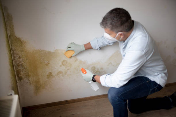 Best Basement Mold Removal  in USA